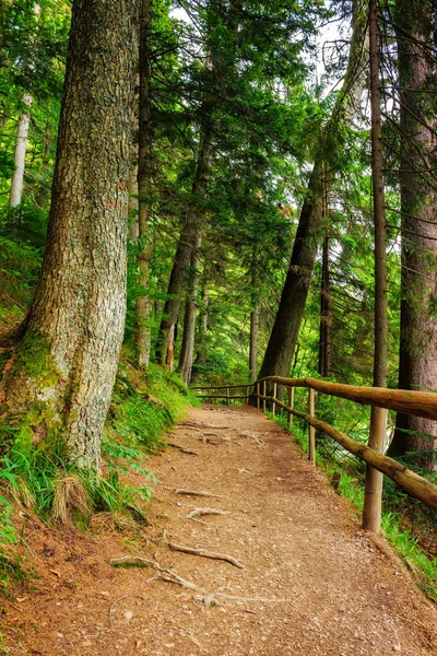 Waldweg Wunderschöner Waldlandschaft Natur Hintergrund Sommer — Stockfoto