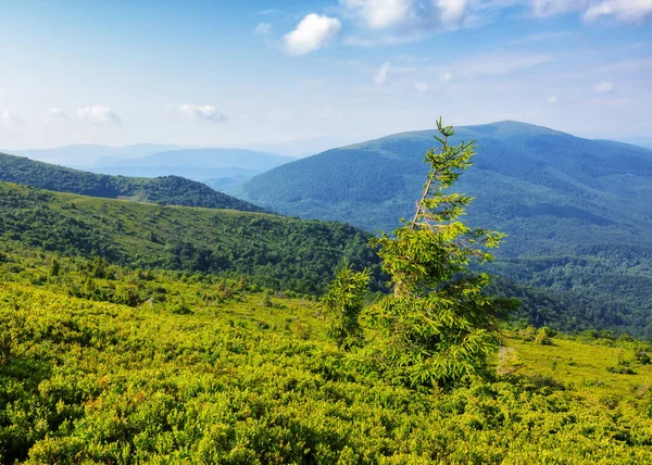 stock image nature scenery with coniferous tree. summer landscape in mountains. adventure and recreation in carpathians, ukraine