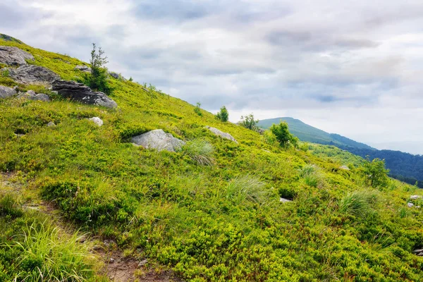 Carpathian Countryside Summer Mountainous Landscape Tree Stones Grassy Hill — Stock Photo, Image