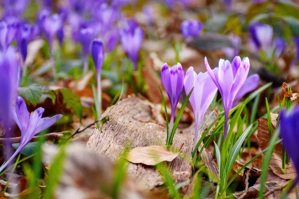 Фиолетовый Крокус Цветущий Среди Травы Весна Пришла Концепция — стоковое фото