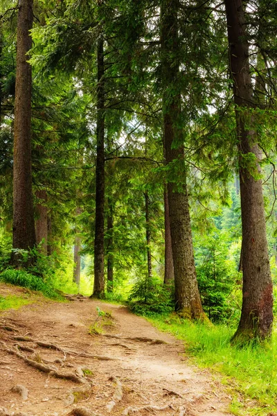 Beau Parc Forestier Été Avec Sentier Vert Paysage Rural Avec — Photo