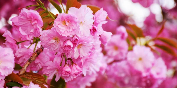Flor Sakura Luz Manhã Celebrando Hanami — Fotografia de Stock