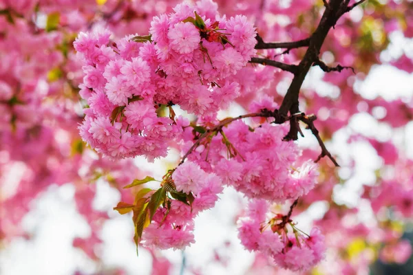 Cerezo Plena Floración Fondo Romántico Primavera — Foto de Stock