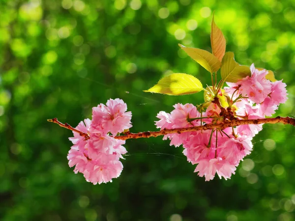 Branches Pink Blossoming Cherry Fresh Nature Background Sunny Day — Stock Photo, Image