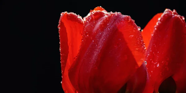 Bahçedeki Kırmızı Lale Sıcak Nisan Günü — Stok fotoğraf