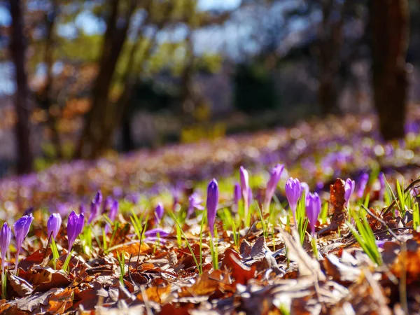 Фиолетовая Поляна Крокус Солнечный День Красивые Цветы Цветущие Весной — стоковое фото