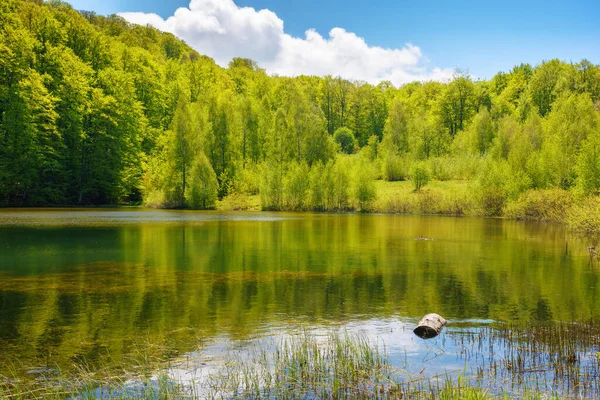 Krajina Lesním Rybníkem Lesní Odraz Vodní Hladině Teplé Dubnové Počasí — Stock fotografie