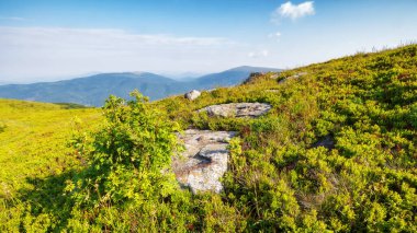 Çimenli tepedeki kayaların arasında bitki yetiştirmek. Yazın dağ manzarası. Sabah ışığında doğa manzarası.