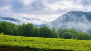Baharda Karpat Dağları 'nın çayırları. geniş yemyeşil çayırlar. Güneşli bir sabahta sisli bir hava. Tepedeki yaprak döken orman. Bulutlu bir gökyüzünün altındaki uzak vadide sis