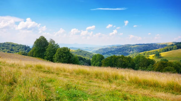 山の牧草地の田園風景 朝の光の中の芝生の丘の上の木 — ストック写真