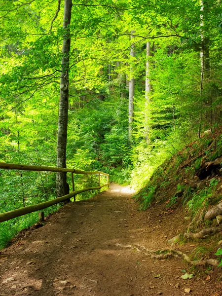 Лісова Стежка Парку Красивий Літній Сільський Фон — стокове фото