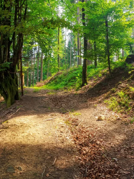 Reis Avontuur Het Natuurlijke Bos Trail Pad Door Wilde Landschappen — Stockfoto