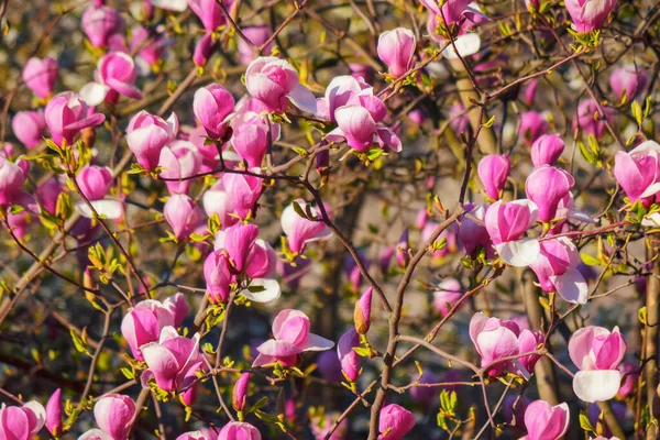 Floraison Luxuriante Magnolia Violet Temps Chaud Avril — Photo