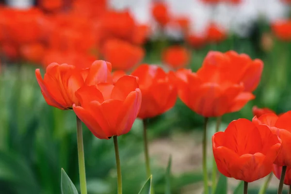 Een Stel Rode Tulpen Buiten Pasen Achtergrond Met Bloemen — Stockfoto