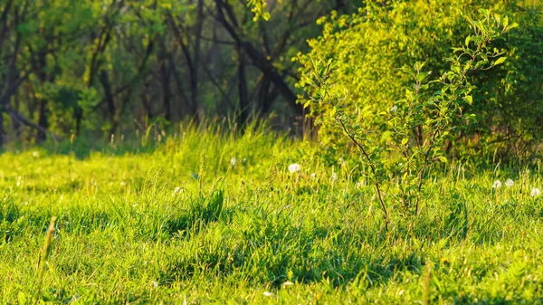 Zbliżenie Trawiastej Polany Słoneczny Dzień Wiejskie Pastwiska — Zdjęcie stockowe