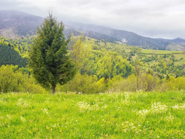 夏天的山地乡村风景 草山上的云杉树 喀尔巴阡山脉 乌克兰半岛的暑假 — 图库照片