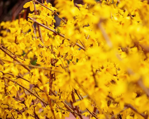 Branch Forsythia Yellow Blossom Spring Nature Background — Stock Fotó