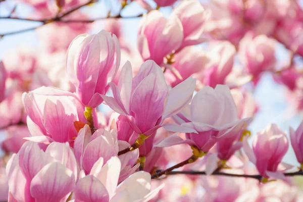 Rama Magnolia Plena Floración Tiempo Soleado Primavera —  Fotos de Stock