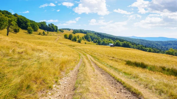 穿过草甸的小路 山中的山毛榉林 喀尔巴阡山脉夏季风景 — 图库照片