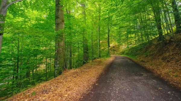 美丽的林地风景中的森林小径 夏天的自然背景 — 图库照片