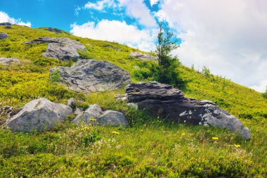 Çimenli tepede ladin. Sabah ışığında güzel bir dağ manzarası. yaz tatilleri arka planı