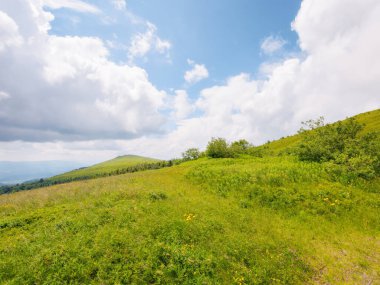 Ukrayna dağlarının tepelerindeki çimenli çayırlar. Yazın Karpat Dağları 'nın vahşi doğası