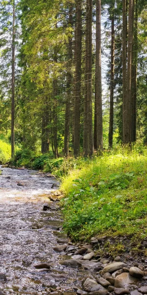 Sommerlandschaft Wald Kleiner Fluss Zwischen Bäumen Und Geröll — Stockfoto