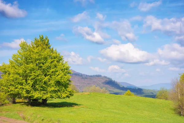 草原にブナの木がある田園風景 曇った夏の朝の山の風景 — ストック写真