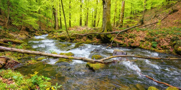 Ruisseau Dans Parc Parmi Les Arbres Paysages Campagne Printemps Beauté — Photo