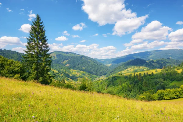 Sosna Wzgórzu Świeże Zielone Tło Zewnątrz Letnie Wakacje Karpatach — Zdjęcie stockowe