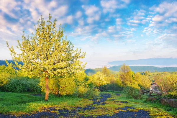 Tree Hillside Meadow Foggy Morning Beautiful Nature Scenery Carpathian Mountains — Stock Photo, Image