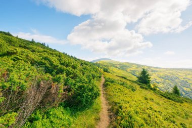 Yeşil yuvarlanan tepelerden geçen patika. Yazın güneşli bir günde kırsal dağ manzarası. Uzaktaki dağ sırtı. Ukrayna 'da yaz tatili