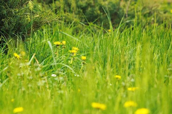 Travnatá Mýtina Kvetoucími Pampeliškami Přírodní Květinové Pozadí Slunečný Den — Stock fotografie