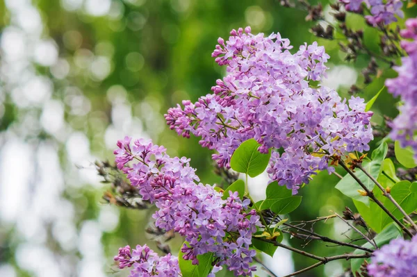 Buske Violett Syren Trädgården Vacker Blommig Bakgrund Våren — Stockfoto