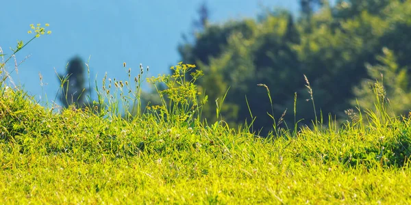 Lush Grassy Meadow Mountains Outdoor Background Carpathian Nature — Foto de Stock