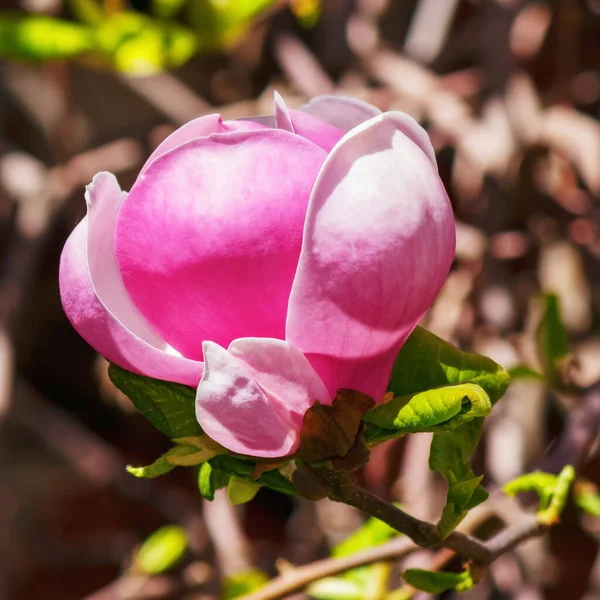 Mor Manolya Dalı Çiçek Açmış Bir Bahçenin Romantik Çiçek Arkaplanı — Stok fotoğraf