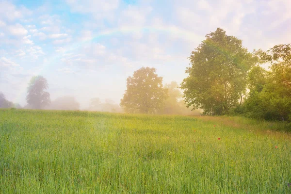 Deciduous Trees Grassy Field Rural Landscape Dawn Foggy Scenery Summer — Stock Photo, Image