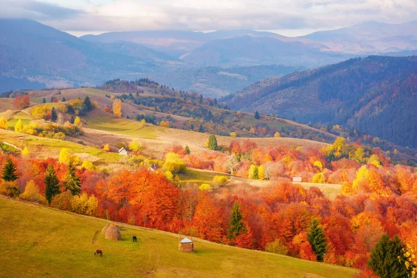 Fabulous View Carpathian Countryside Autumn Colorful Alpine Scenery Dappled Morning — 图库照片