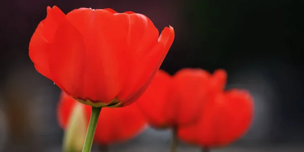 Red Tulips Garden Easter Background Flowers — Stock Photo, Image