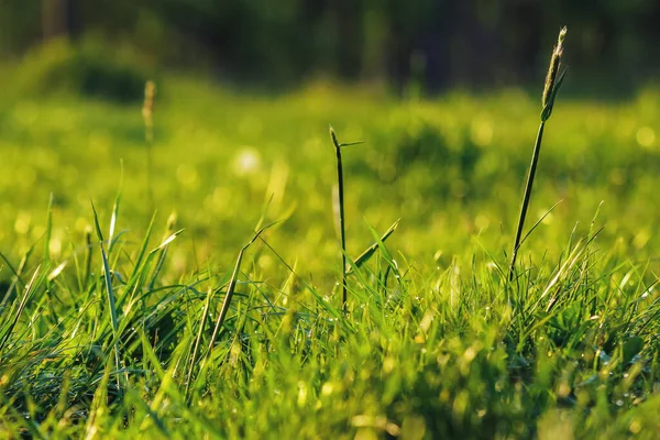 Closeup Grass Forest Organic Nature Background Spring — Stock Photo, Image