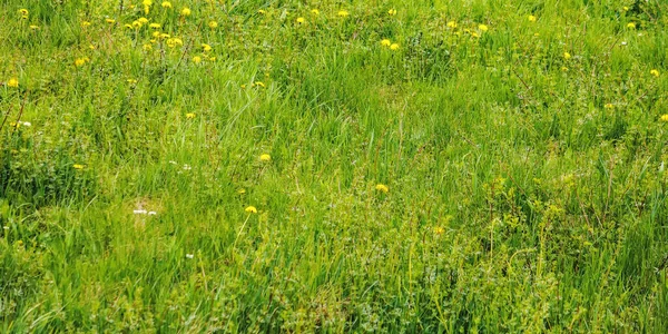 春天的草场背景 新鲜自然质感 — 图库照片