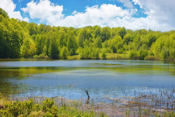Paisaje Con Lago Bosque Bosque Reflejándose Superficie Del Agua Tiempo —  Fotos de Stock