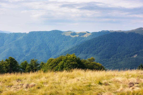Mountainous Carpathian Countryside Beech Trees Grassy Hill Beautiful Landscape Warm — Foto de Stock