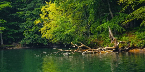 Jezioro Wśród Lasów Bukowych Piękne Krajobrazy Natury Okresie Letnim Relaks — Zdjęcie stockowe