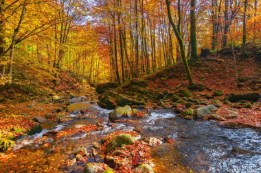 Dağ nehri doğal parktan geçiyor. Sonbahar mevsiminde harika doğa manzarası. Orman güneşli bir günde renkli yeşillikler içinde