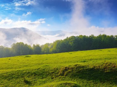 Çimenli çayırları olan karpatlar. İlkbaharda tepelerde yeşil çimen tarlası. Sis dolu uzak vadi