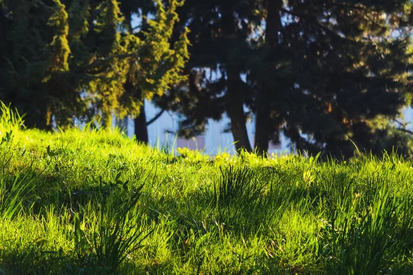 阳光灿烂的时候 林地里的草 — 图库照片