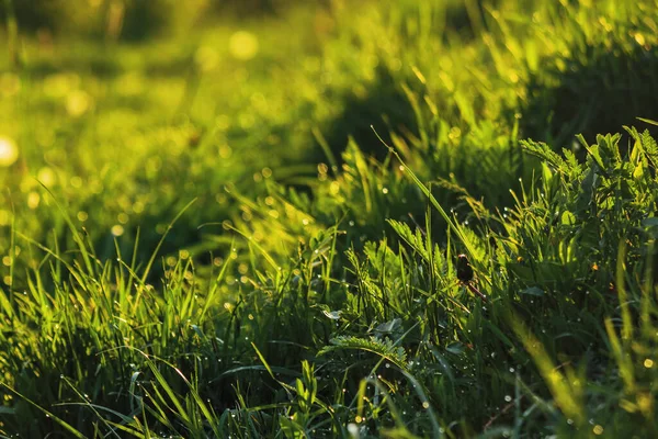 露珠滴在草坪上的特写 绿色自然环境背景 — 图库照片