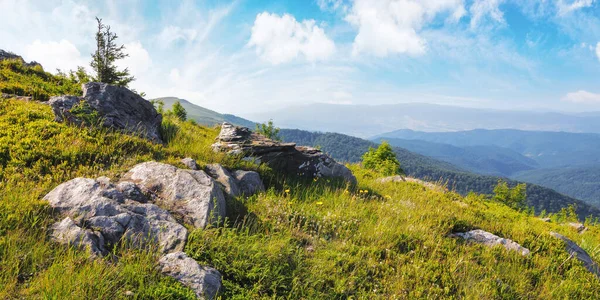 Fichte Auf Dem Grashügel Schöne Berglandschaft Morgenlicht Hintergrund Sommerferien — Stockfoto