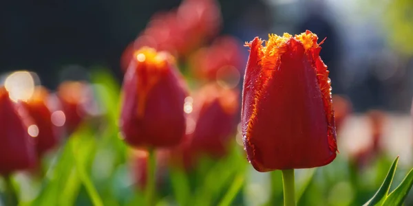 Rode Tulpen Volle Bloei Mooie Tuin Achtergrond — Stockfoto